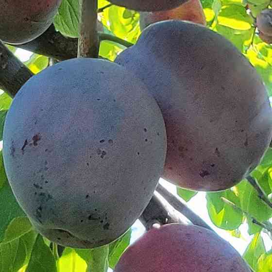 Саджанці сливи Венгерка (привитий) - 1-річний Чернівці