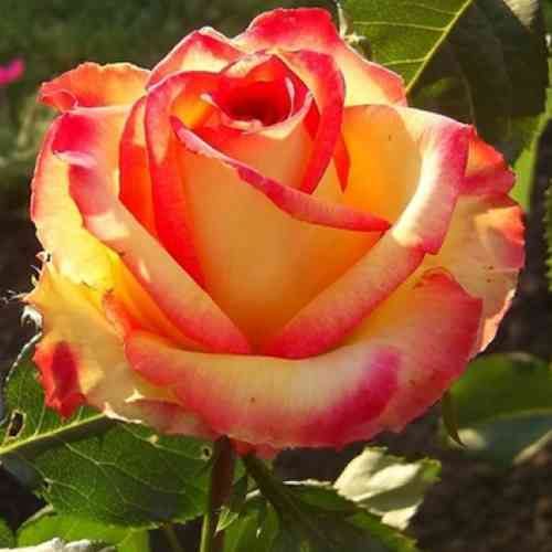 Саженцы роз Амбианс (привитый) - 2-летний Черновцы