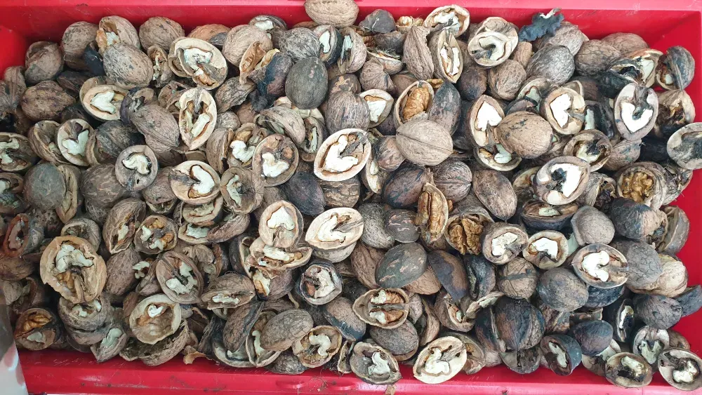 Орехи 2025. Одесса Одесса - изображение 9