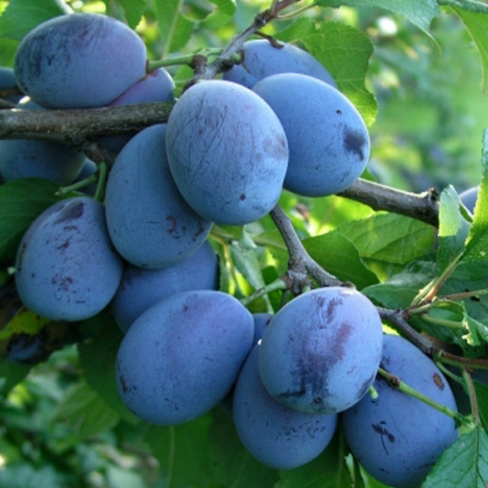 Саженцы сливы Елена (привитый) - 1-летний Черновцы - изображение 1