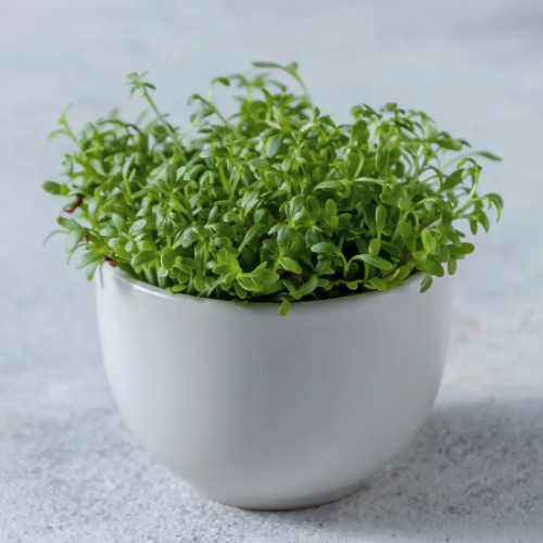 Крес-салат звичайний 0,3гр Професійне насіння Житомир