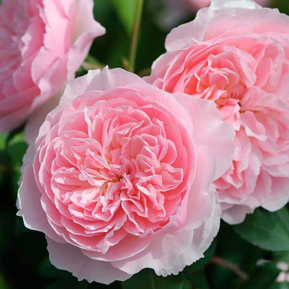 Саджанці англійських піоноподібних троянд Візлі (привитий) Чернівці - фото 3