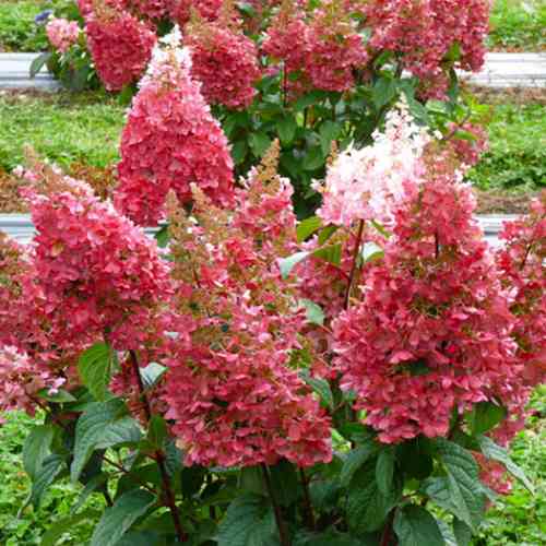 Саджанці гортензії Пінкі-Вінкі (черенкований) - 2-річний Чернівці