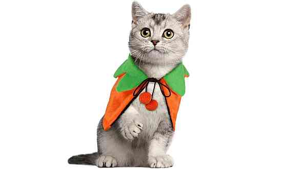 Святковий костюм для котів розмір S Луцьк