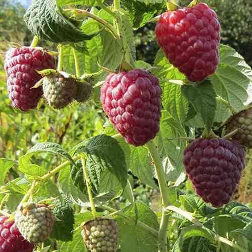 Саджанці малини Полісся (черенкований) - 1-річний Чернівці