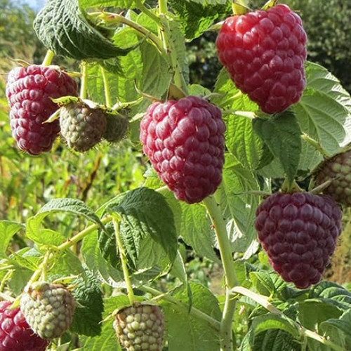 Саджанці малини Полісся (черенкований) - 1-річний Чернівці - фото 1
