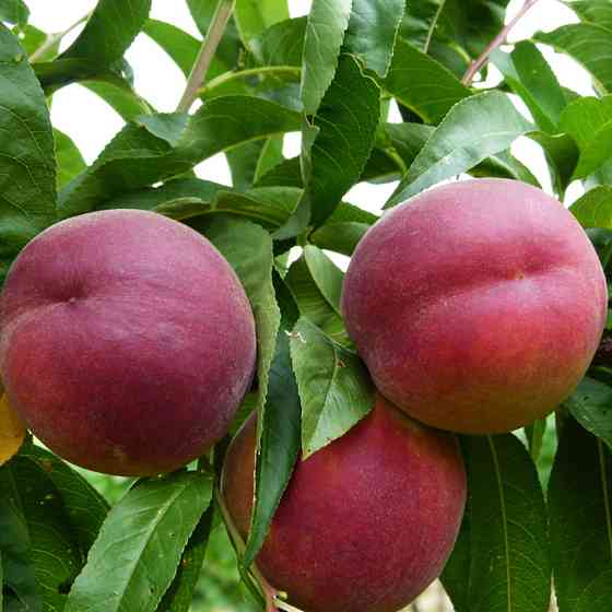 Саджанці персика Роял Глорі (привитий) - 2-річний Чернівці