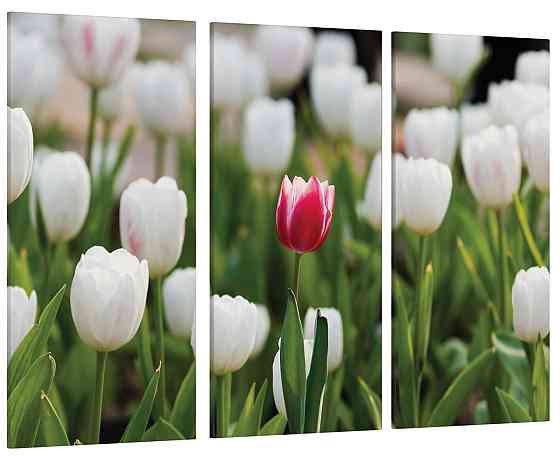 Модульна картина Тюльпани Art-134_XXL Київ