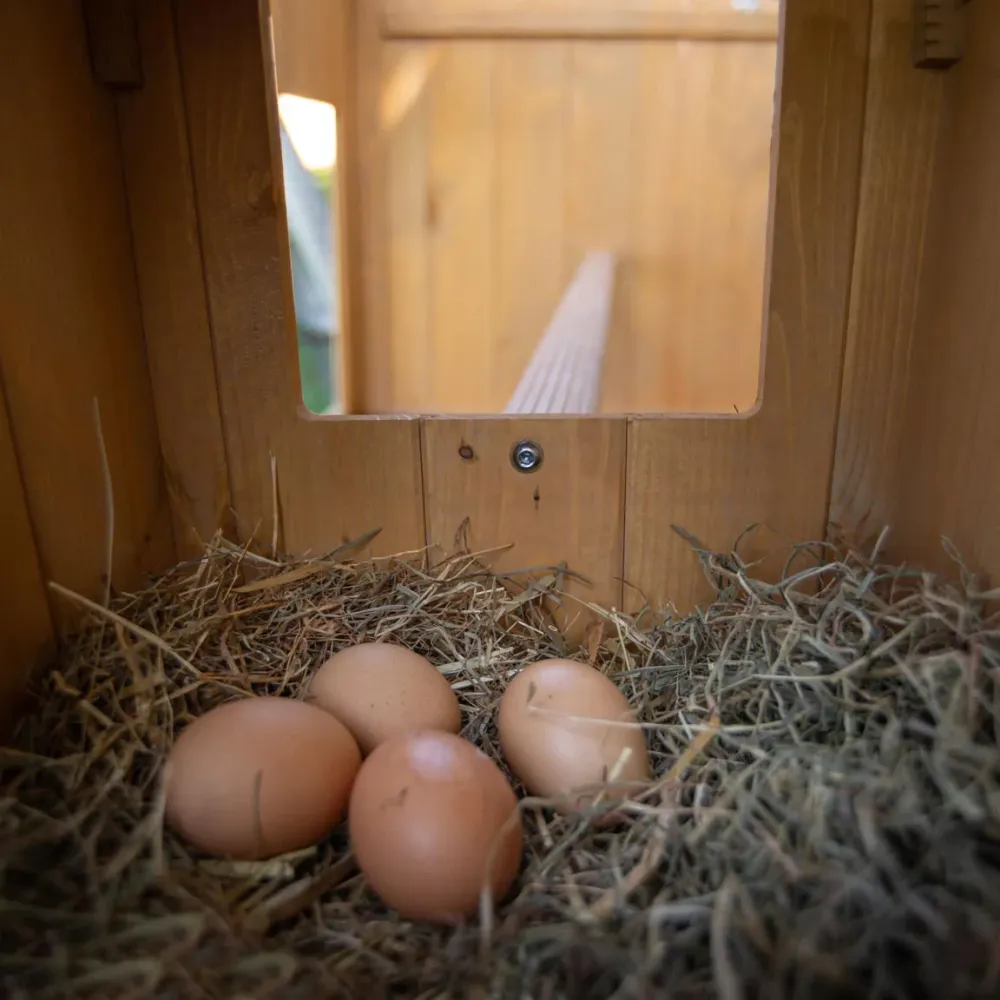 Дерев'яний будиночок для курей Ferplast Hen House (Ферпласт Хен Хаус) Запоріжжя - фото 10
