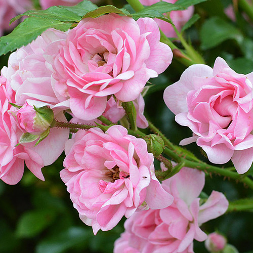 Саджанці троянд Зе Фейрі (привитий) - 2-річний Чернівці - фото 1