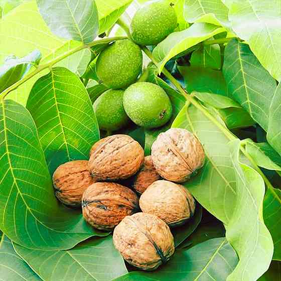 Саджанці грецького горіха Ідеал (привитий) Чернівці