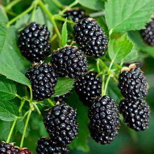 Саженцы ежевики Бжезина (черенкованный) - 1-летний Черновцы