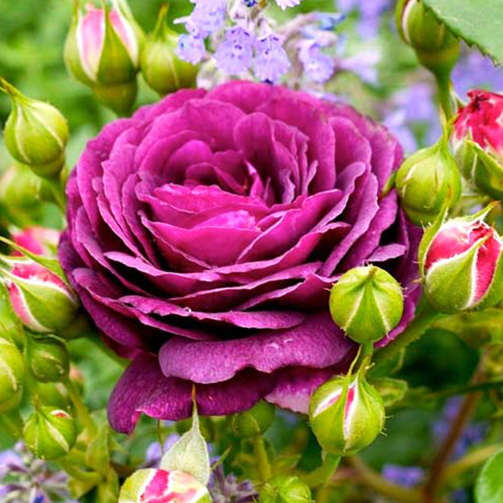 Саджанці троянд флорибунда Ебб Тайд (привитий) Чернівці - фото 2