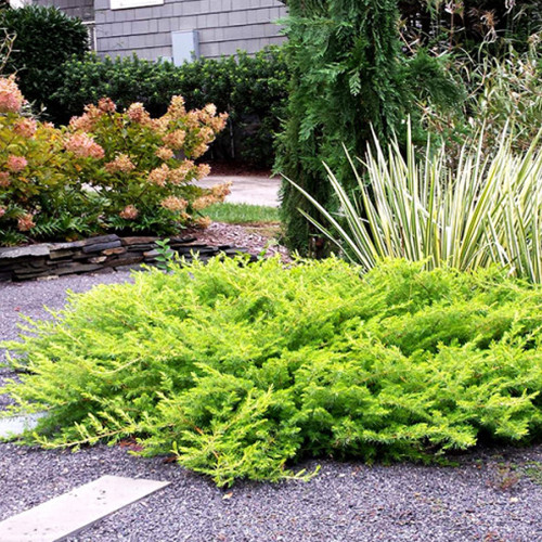 Саджанці ялівцю Олд Голд (черенкований) - 3-річний Чернівці - фото 1