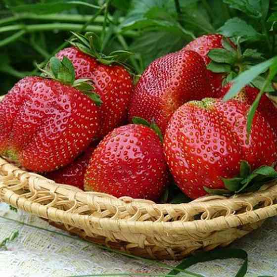 Саженцы клубники Мармелада (10 штук) - 1-летний Черновцы