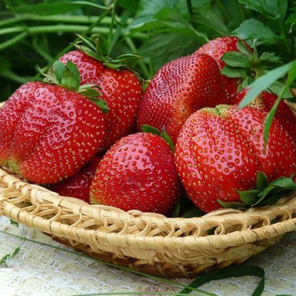 Саженцы клубники Мармелада (10 штук) - 1-летний Черновцы - изображение 3