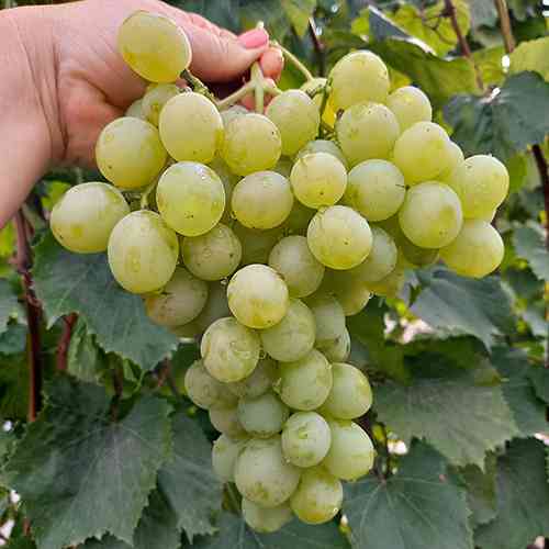 Саженцы винограда Талисман (черенкованный) - 2-летний Черновцы