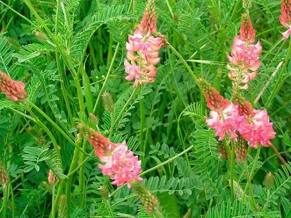 Эспарцет песчаный (Еспарцет піщаний),100г master sem Киев - изображение 2