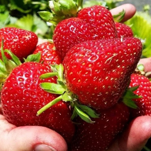 Саджанці полуниці Бурбонська Чудова (ремонтантна) - 1-річний Чернівці - фото 1