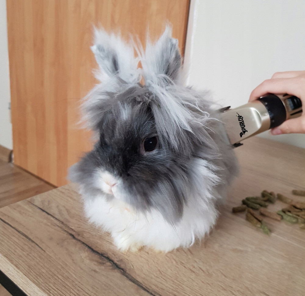 Машинка для стрижки домашних животных с 4 насадками и аксессуарами Purlov (24089) Нововолынск - изображение 7