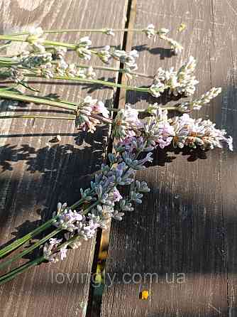 Лавандин Edelweiss, лаванда белого цвета горшок Р9 Ирпень