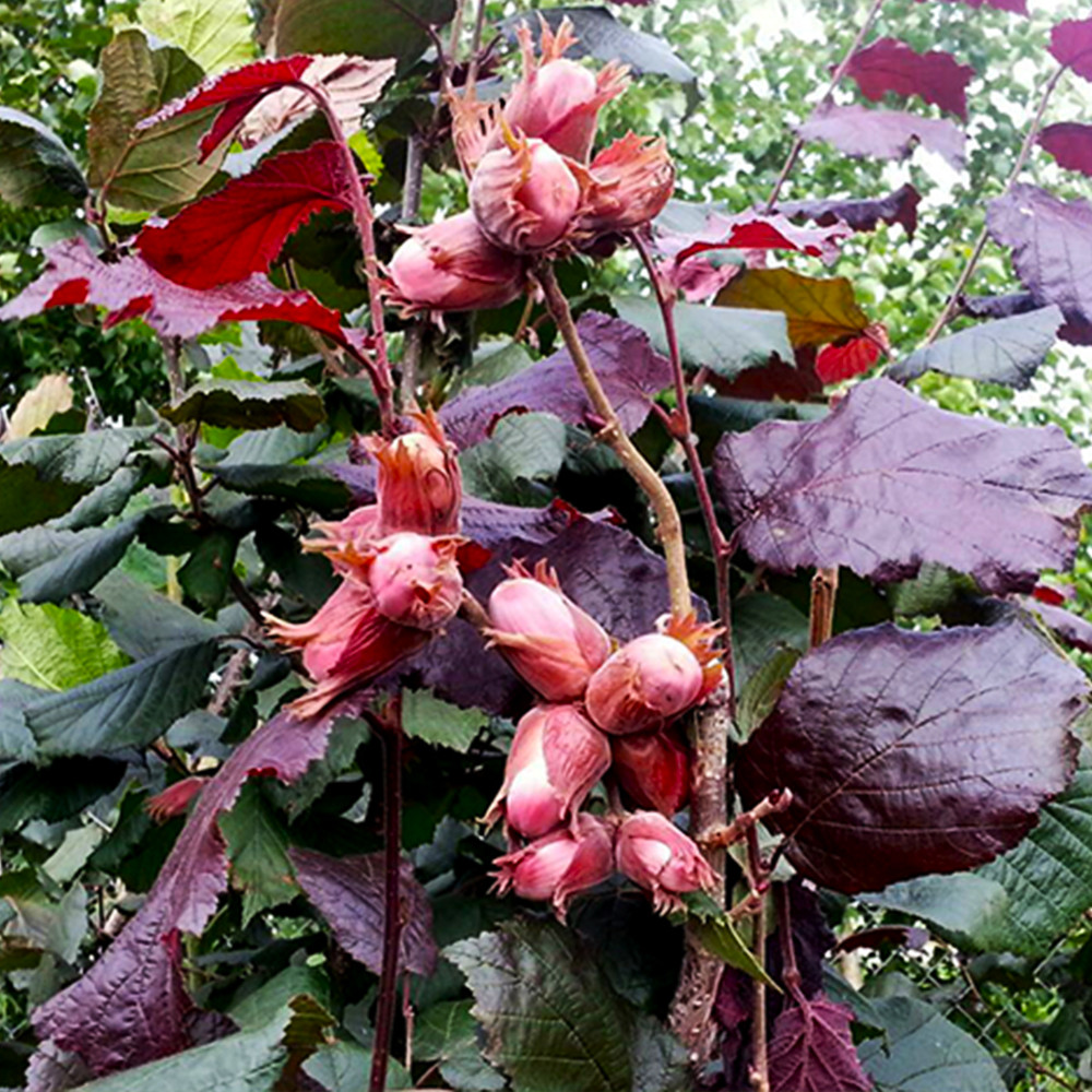 Саженцы фундука Варшавский (отводок) - 3-летний Черновцы - изображение 2