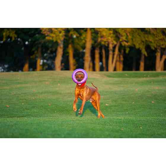 Тренувальний снаряд для собак PULLER Maxi, діаметр 30 см Вінниця