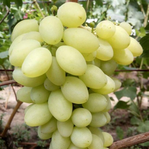 Саженцы винограда Бежевый (черенкованный) - 1-летний Черновцы - изображение 1