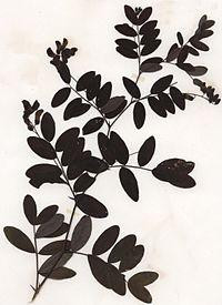 Чина чорная, 500г. MasterSEM Киев - изображение 1