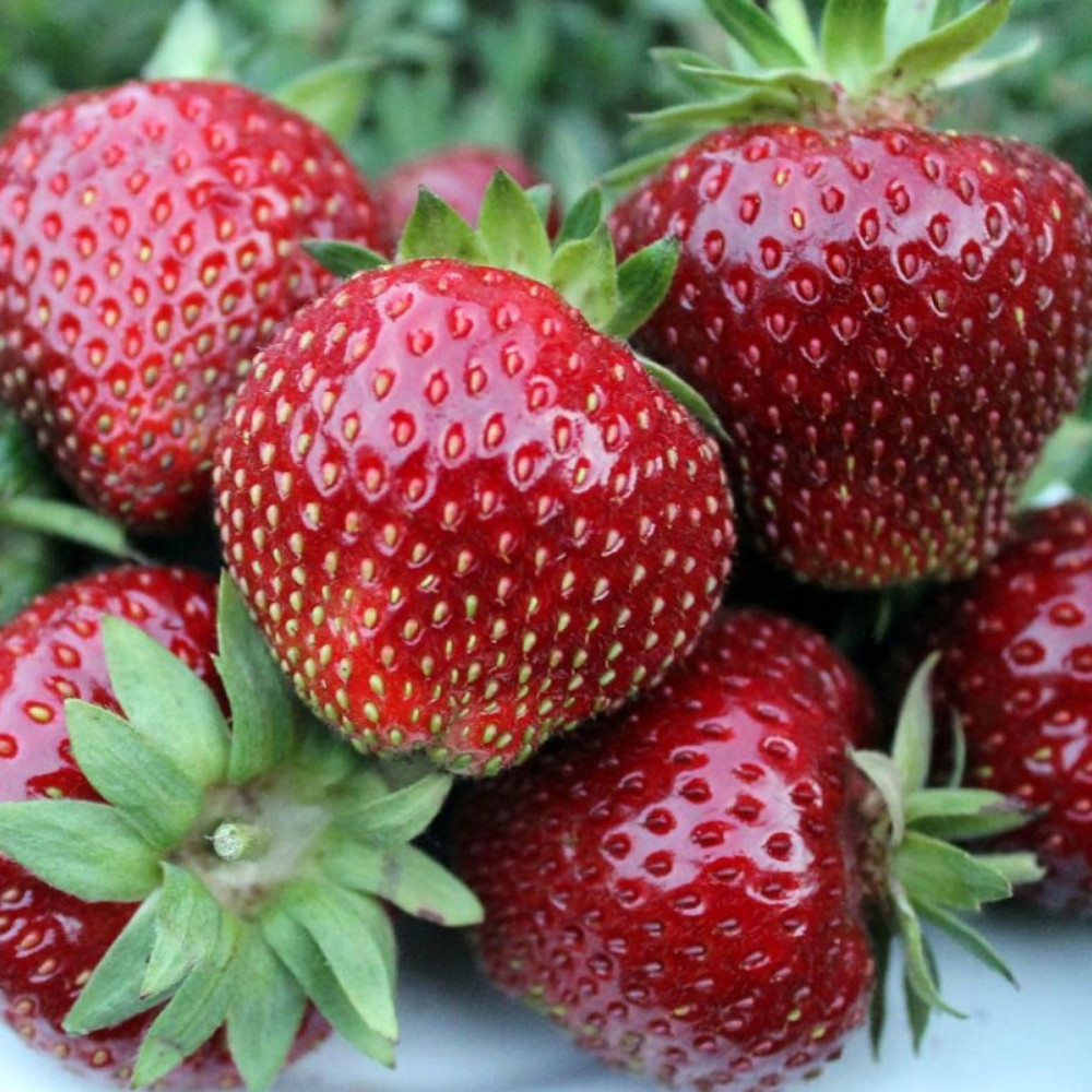 Саджанці полуниці Мальвіна (10 штук) Чернівці - фото 2