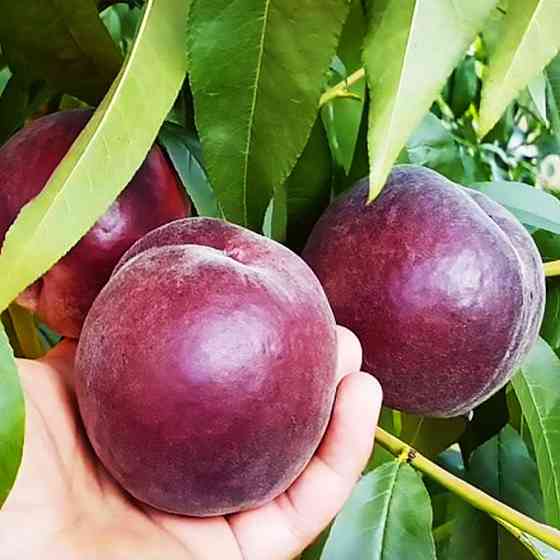 Саженцы персика Эритрокарпа (привитый) - 1-летний Черновцы