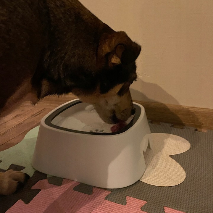 Миски для воды 500 мл набор 2 шт для домашних животных Purlov (24342) Нововолынск - изображение 8