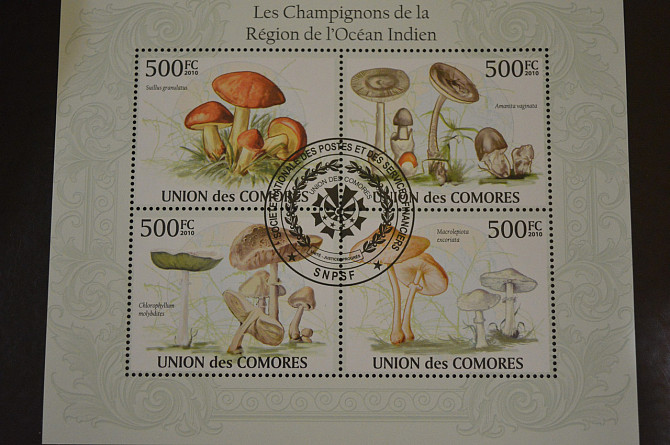 Коморы. Марки. Фауна. Блок. 2009 год (В-5) Полтава - изображение 1
