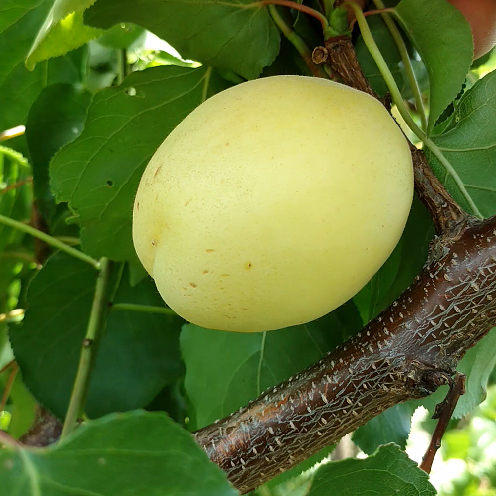 Саженцы абрикоса Ананасный (привитый) - 1-летний Черновцы - изображение 3