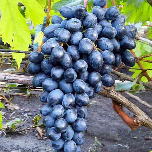 Cаджанці винограду Молдова (черенкований) - 1-річний Чернівці