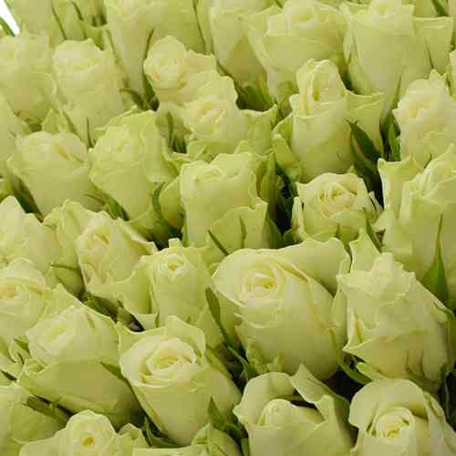 Саджанці троянд Афіна (привитий) - 2-річний Чернівці