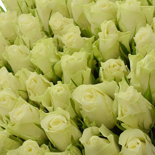 Саджанці троянд Афіна (привитий) - 2-річний Чернівці - фото 1