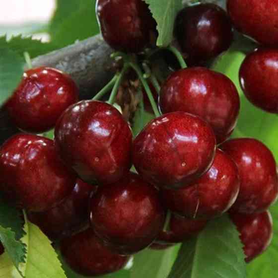 Саджанці черешні Василина (привитий) - 1-річний Чернівці