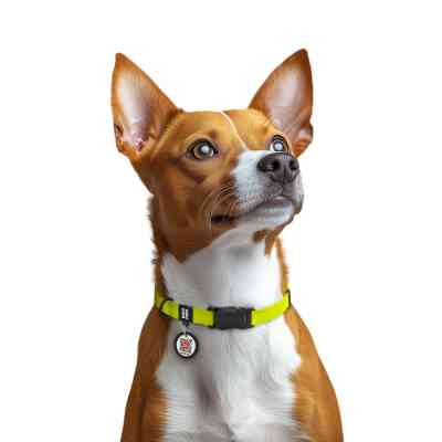 Ошейник для животных WAUDOG Magnet c QR паспортом, магнитная пряжка-фастекс S лимонный (279426) Винница