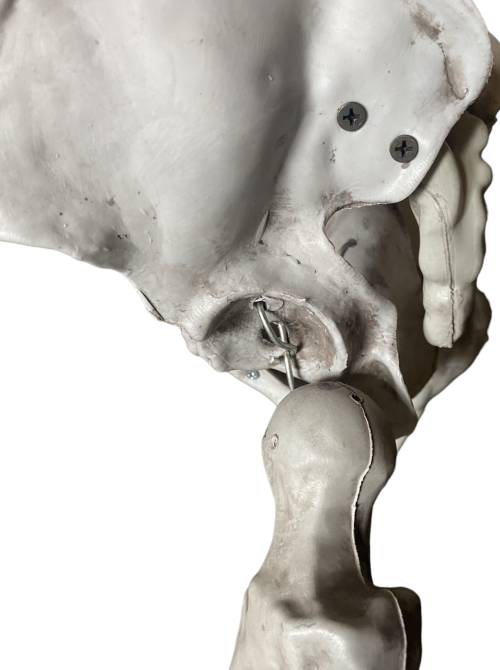 Анатомічний скелет людини RESTEQ 170 см — велика навчальна модель із ПВХ з рухомою щелепою, білий Київ - фото 4