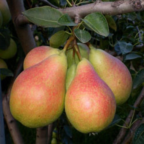 Саженцы груши Виктория (привитый) - 2-летний Черновцы - изображение 1