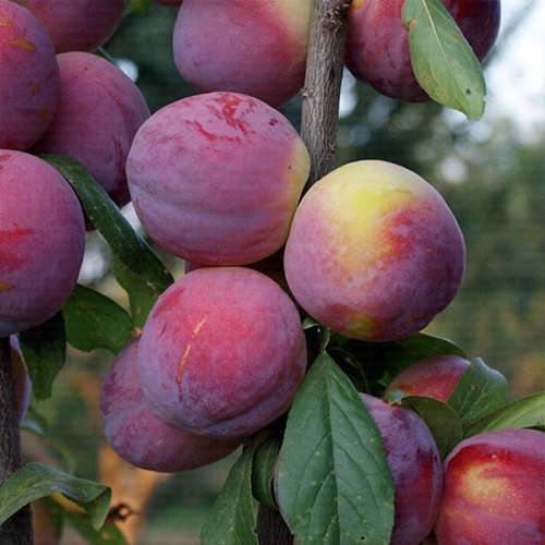 Саджанці диплоїдної сливи Фортуна (привитий) - 1-річний Чернівці - фото 1