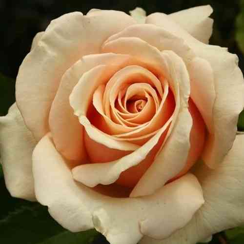 Саджанці троянд Поль Рікар (привитий) - 2-річний Чернівці