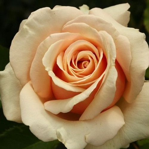 Саженцы роз Поль Рикар (привитый) - 2-летний Черновцы - изображение 1