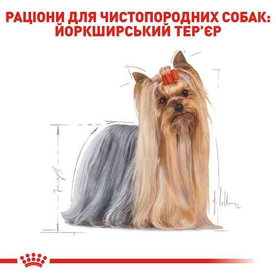 Вологий корм для дорослих собак Йоркшир-тер'єр ROYAL CANIN YORKSHIRE ADULT 0.085 кг Київ