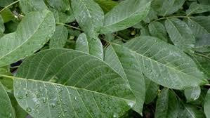 Листя волоського горіха (Грецкий орех лист) 100г master sem Київ - фото 2