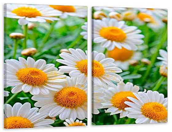 Модульная картина в гостиную / спальню Квіти Ромашки TLV-2_038 Киев