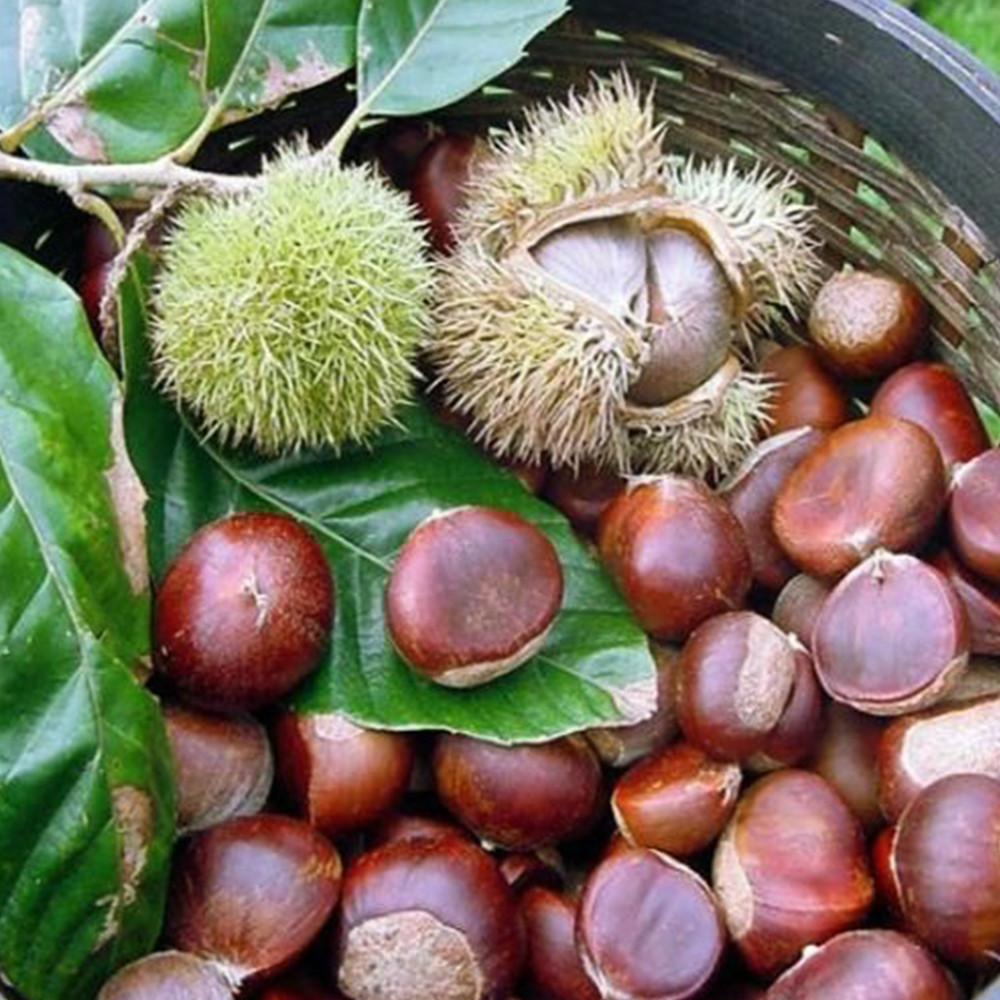 Саджанці каштана Бурю де Ліляк (їстівний) Чернівці - фото 1