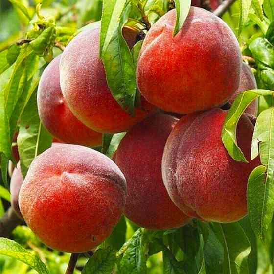 Саженцы персика Лаурол (привитый) - 2-летний Черновцы