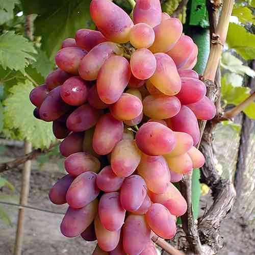 Cаджанці винограду Арочний (черенкований) - 1-річний Чернівці